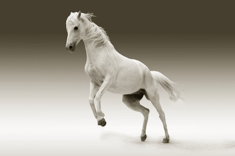 Horseback Riding